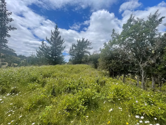 VENTA DE 4,49  HECTAREAS DE TERRENO HUILLINCO LA UNION - Imagen 18