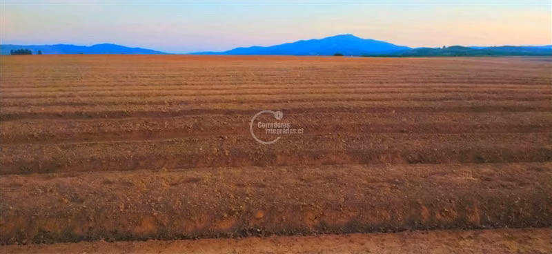 Agrícola en Arriendo en Lolol