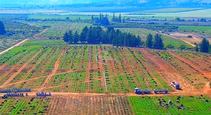 Agrícola en Arriendo en Lolol