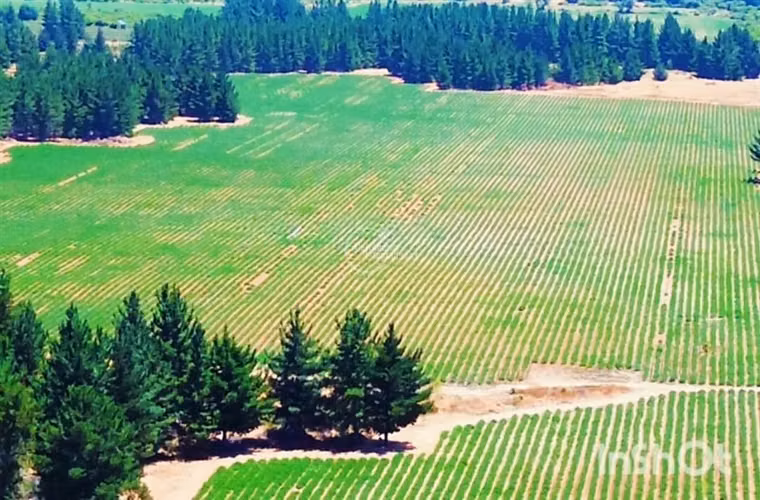 Agrícola en Arriendo en Lolol