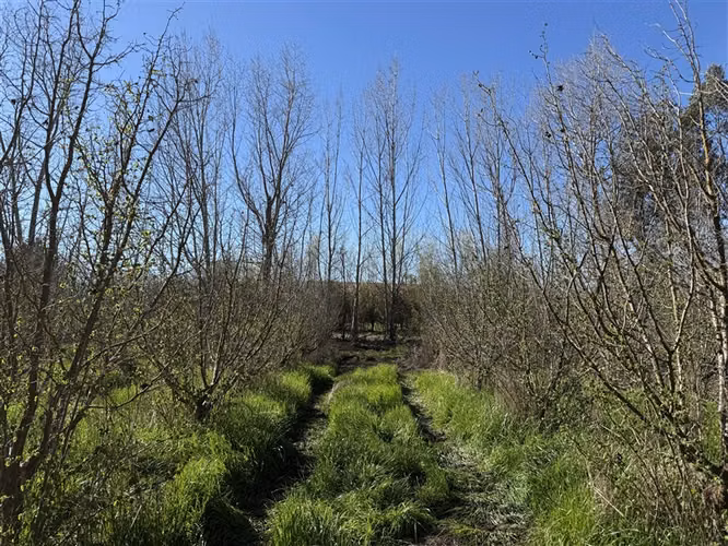 Parcela en venta en Coihueco