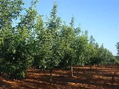 Se Arriendan 7 Hectáreas en producción de Nueces, La Peña (Nogales)
