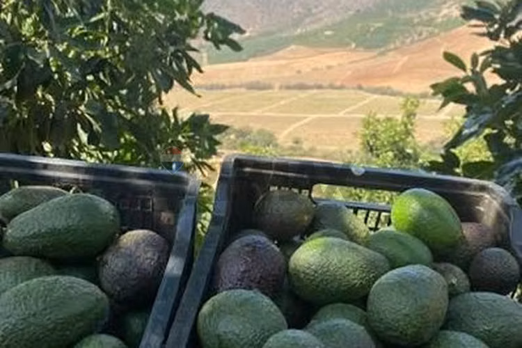 Campo agrícola 24,32 ha san pedro quillota