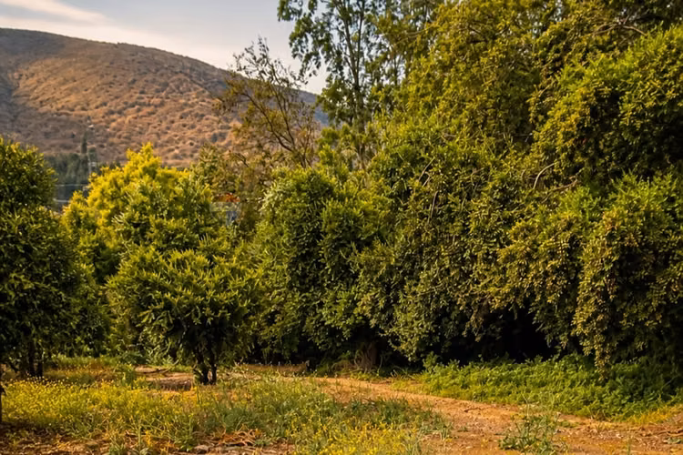 Campo agrícola 24,32 ha san pedro quillota