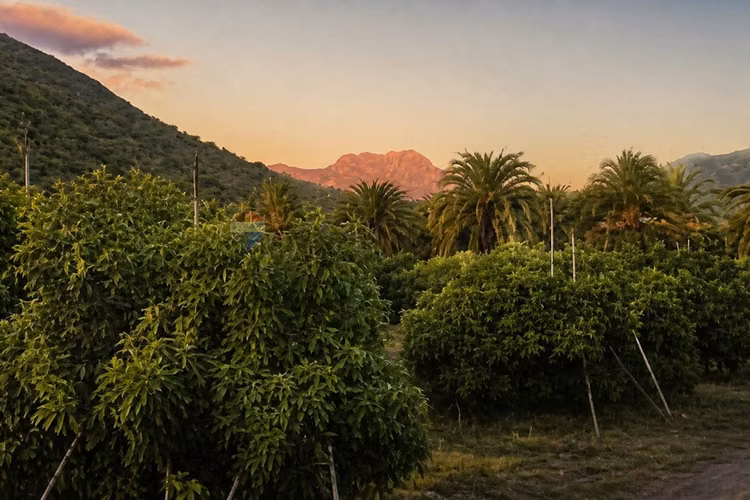 Campo agrícola 24,32 ha san pedro quillota
