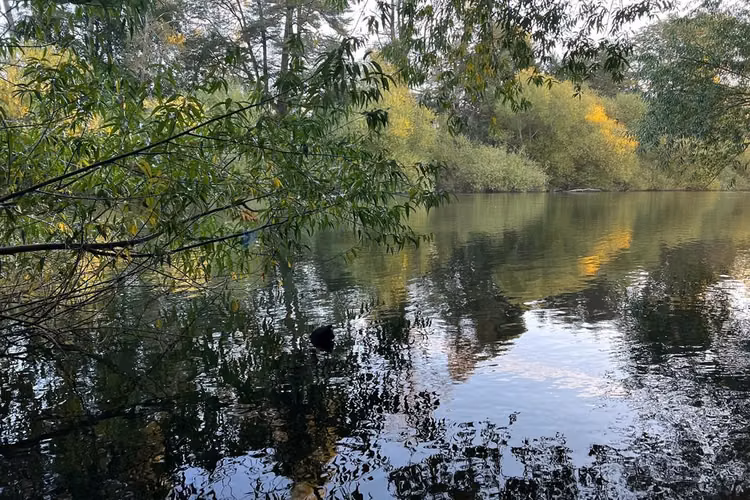 Venta parcela 5.009 m² cercana al río trancura - Imagen 19