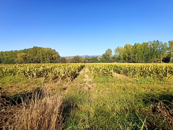 PROPIEDAD AGRICOLA, CAMPO EN VENTA EN COLBÚN CON AGUA - Imagen 12