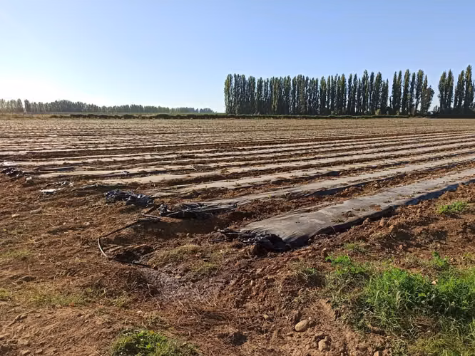 PROPIEDAD AGRICOLA, CAMPO EN VENTA EN COLBÚN CON AGUA - Imagen 13
