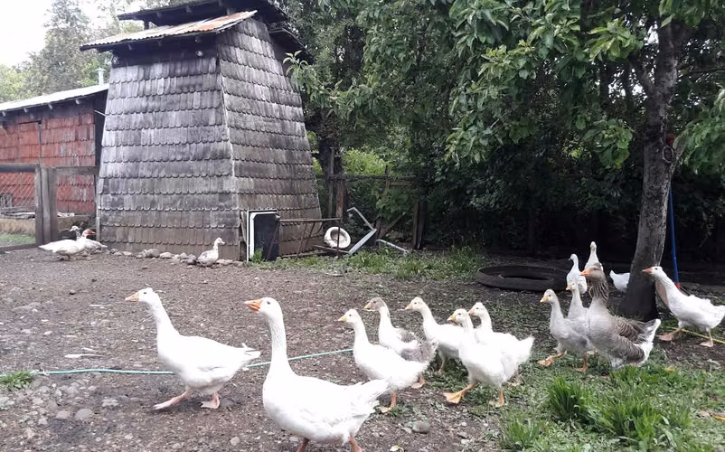 Arriendo cabaña en el campo (entre Frutillar y Puerto Varas)