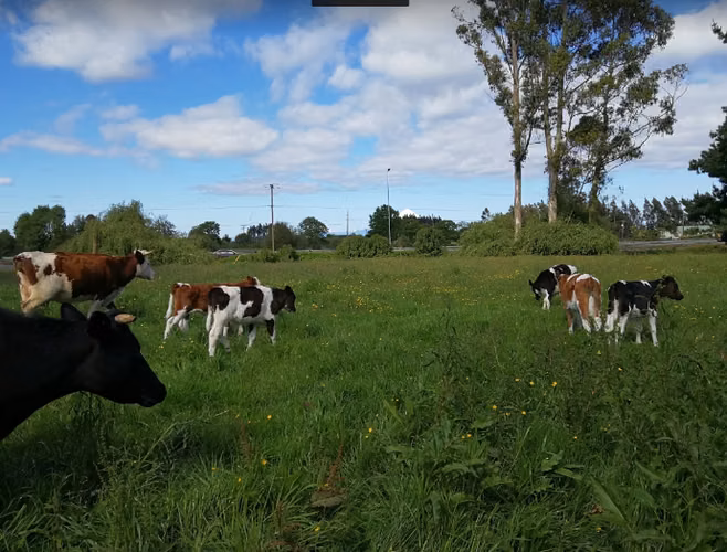 Arriendo cabaña en el campo (entre Frutillar y Puerto Varas)