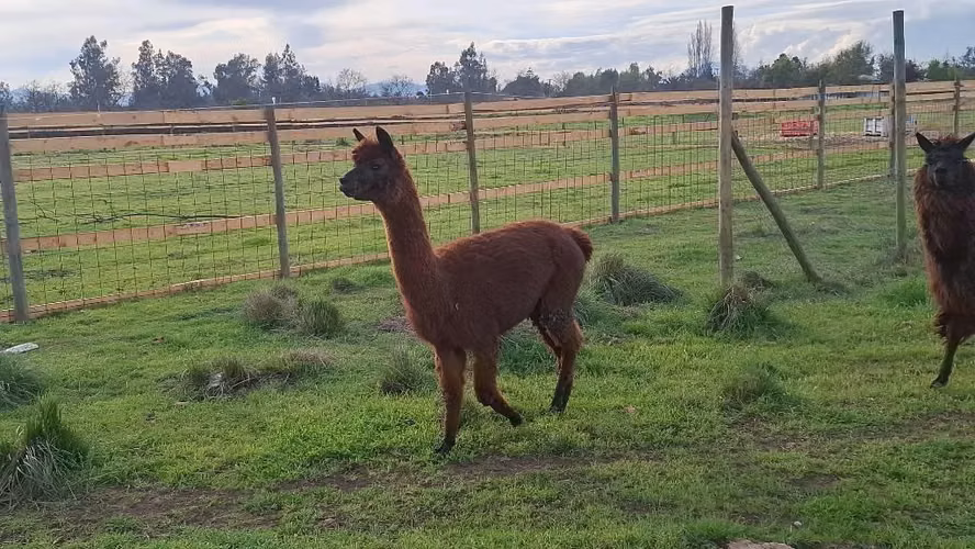 Llamas y Alpacas - Imagen 4