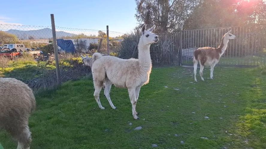 Llamas y Alpacas - Imagen 6
