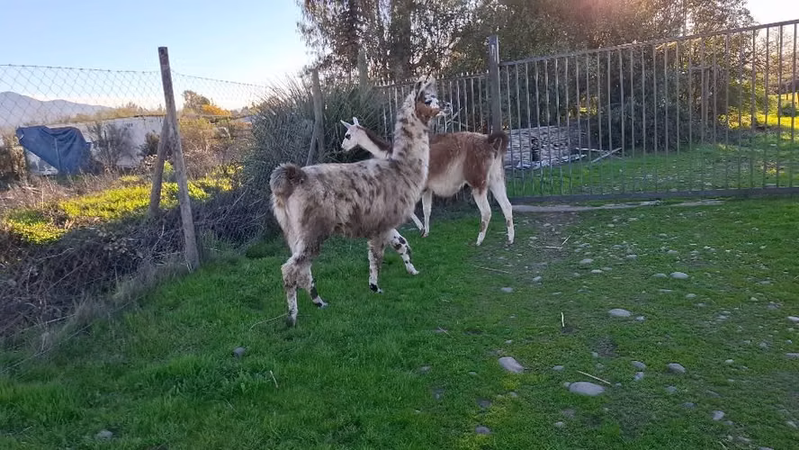 Llamas y Alpacas - Imagen 5