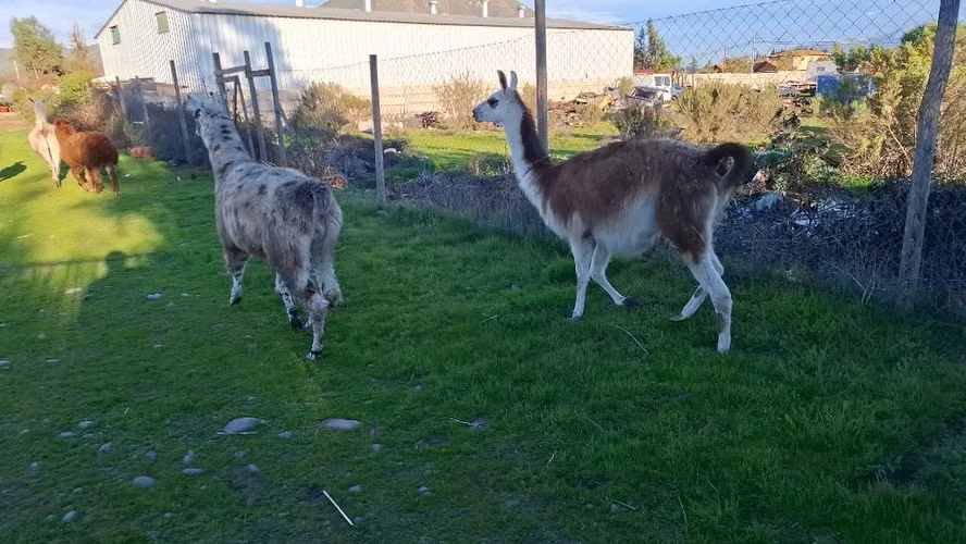 Llamas y Alpacas - Imagen 2