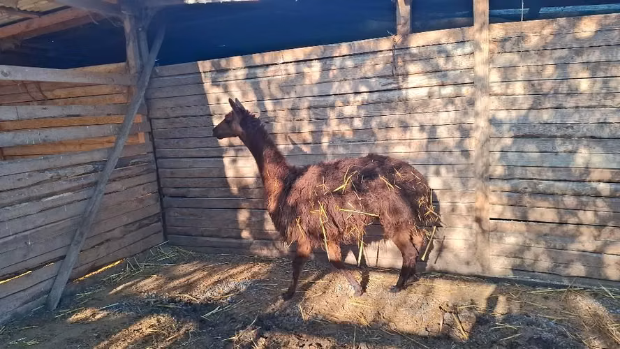 Llamas y Alpacas - Imagen 3