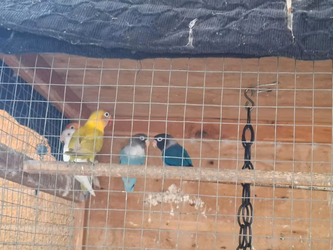 pajaritos inseparables