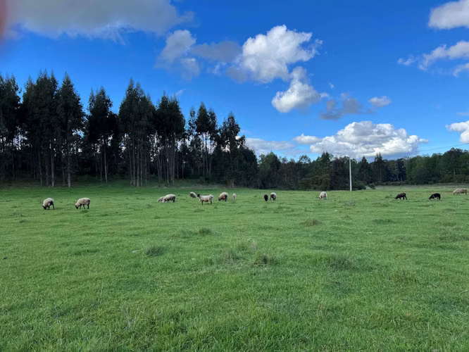 Parcelas con Río y Laguna a 25min Villarrica (182668) - Imagen 4