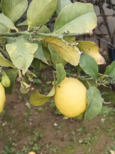 ¡HERMOSA PARCELA EN VENTA – FUNDO CAJÓN DEL LEBU!
