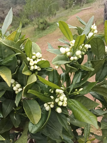 ¡HERMOSA PARCELA EN VENTA – FUNDO CAJÓN DEL LEBU!