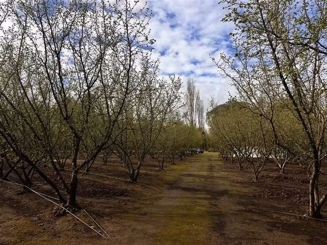 Parcela Productiva Agroindustrial en Venta cerca de Chillan. - Imagen 11