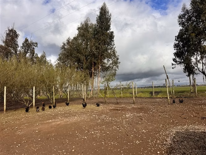 Parcela Productiva Agroindustrial en Venta cerca de Chillan. - Imagen 13