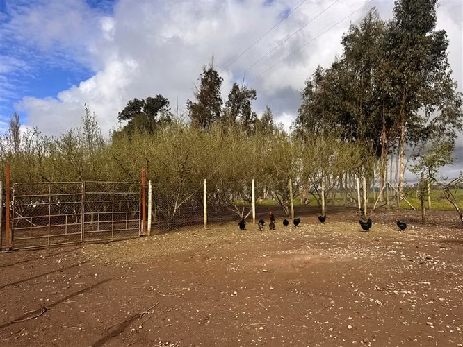Hermosa Parcela Productiva en Venta cerca de Chillan. - Imagen 18