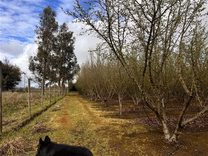 Parcela Productiva Agroindustrial en Venta cerca de Chillan. - Imagen 19