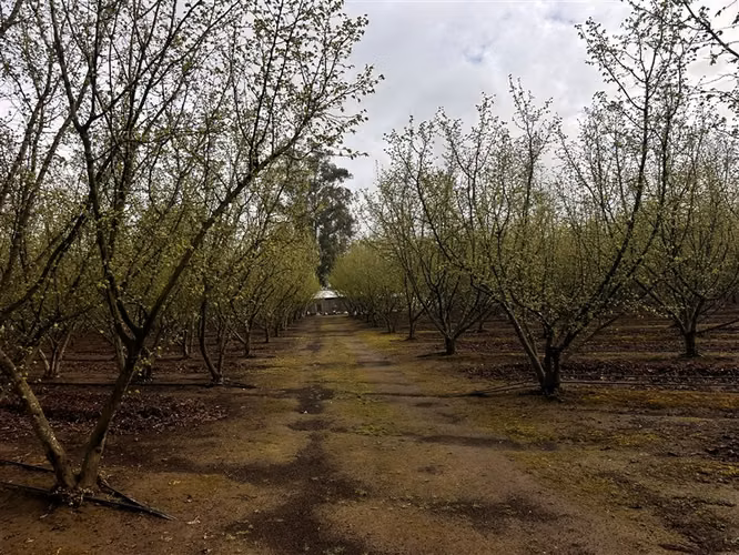 Parcela Productiva Agroindustrial en Venta cerca de Chillan. - Imagen 24
