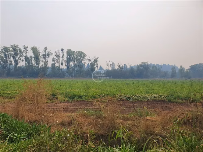 Agrícola en arriendo en Pelarco