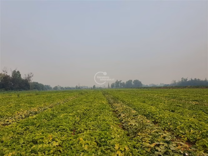 Agrícola en arriendo en Pelarco