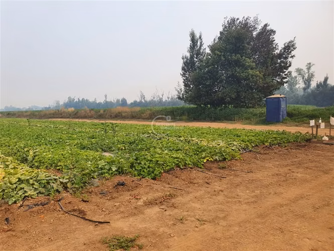 Agrícola en arriendo en Pelarco