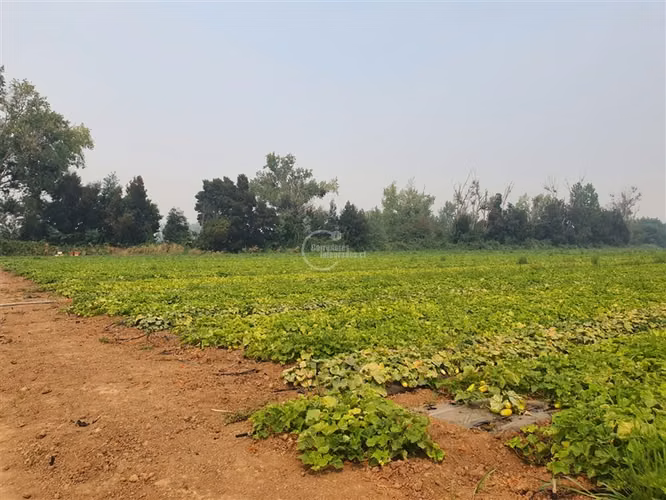 Agrícola en arriendo en Pelarco