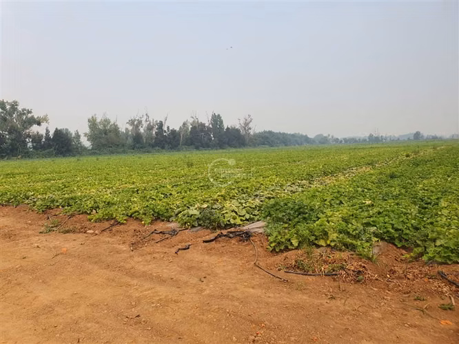 Agrícola en arriendo en Pelarco