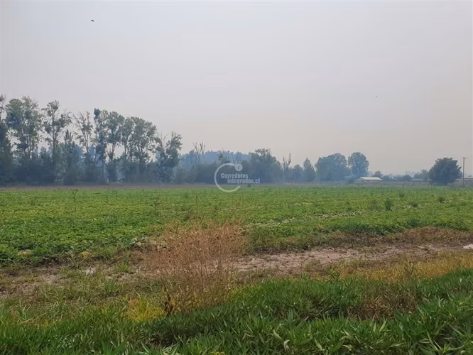 Agrícola en arriendo en Pelarco