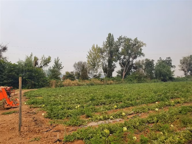 Agrícola en arriendo en Pelarco
