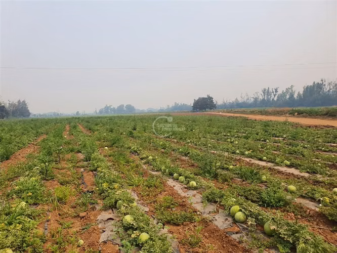Agrícola en arriendo en Pelarco