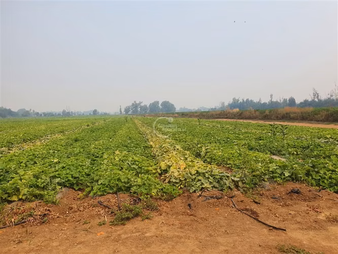 Agrícola en arriendo en Pelarco