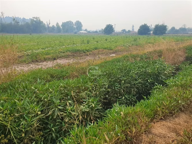 Agrícola en arriendo en Pelarco