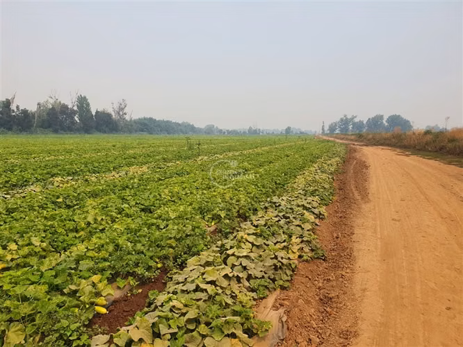 Agrícola en arriendo en Pelarco