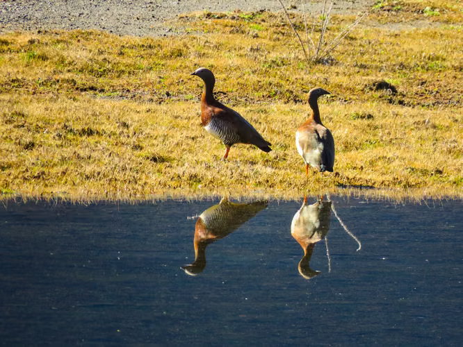 EXCLUSIVIDAD! TU PROPIA ORILLA DE LAGO EN EL CABURGUA - Imagen 6