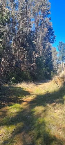 Parcelas de 5.000 m2 en Sector Nininco, Angol, La