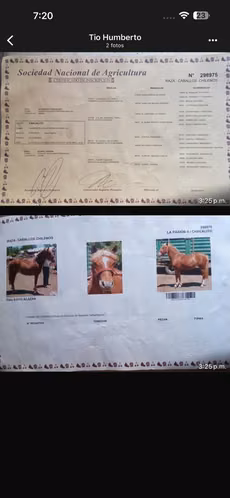Potro a la venta - Imagen 12