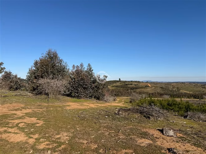 Campo de 36,6 Ha a 13km de Cauquenes. Oportunidad
