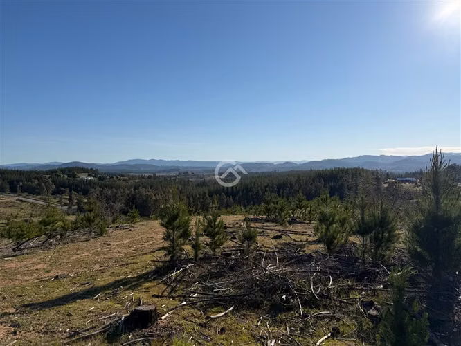 Campo de 36,6 Ha a 13km de Cauquenes. Oportunidad
