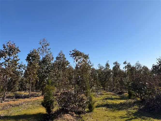 Campo de 36,6 Ha a 13km de Cauquenes. Oportunidad