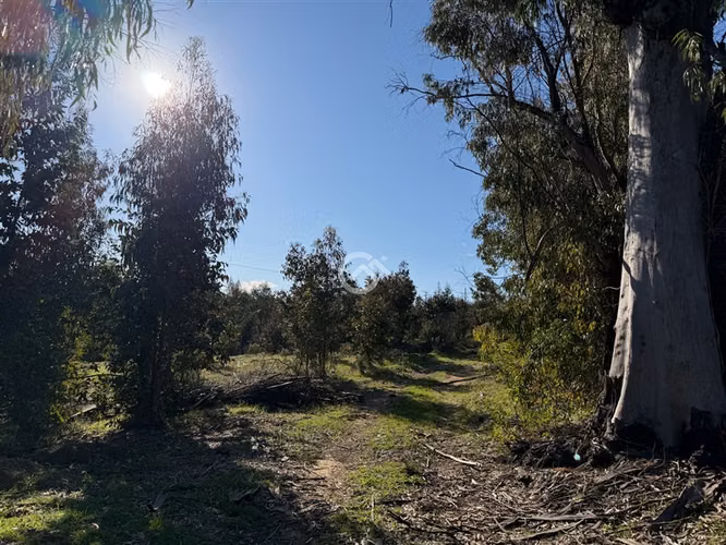 Campo de 36,6 Ha a 13km de Cauquenes. Oportunidad