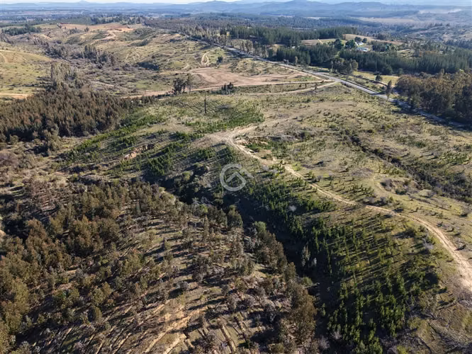 Campo de 36,6 Ha a 13km de Cauquenes. Oportunidad