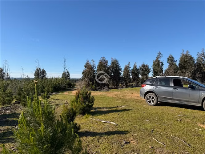 Campo de 36,6 Ha a 13km de Cauquenes. Oportunidad