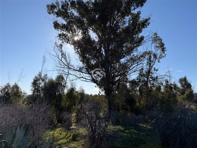 Campo de 36,6 Ha a 13km de Cauquenes. Oportunidad