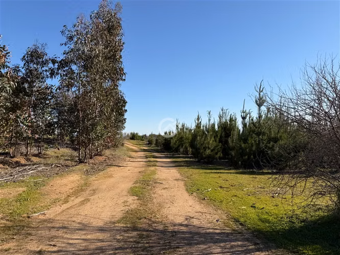 Campo de 36,6 Ha a 13km de Cauquenes. Oportunidad